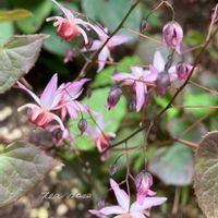 イカリソウ,イカリソウ   ピンクエルフ,ガーデニング,ナチュラルガーデン,山野草の画像