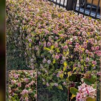 ジンチョウゲ,ジンチョウゲ,プリムラ,ビオラ,カルーナの画像