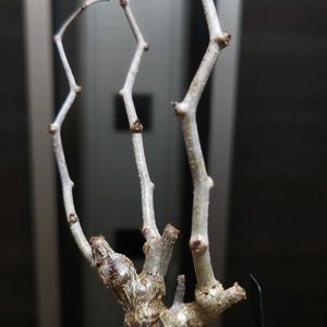 センナ・メリディオナリス,多肉植物,観葉植物,塊根植物,ガーデニングの画像