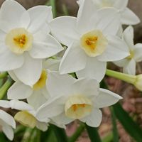 スイセン,スイセン,水仙,おでかけ先,白・しろ・ホワイトの画像