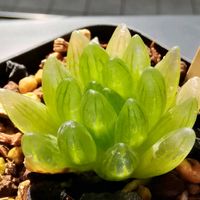 ハオルチア,トランシエンス,トランシエンス,多肉植物,ハオルチア属の画像