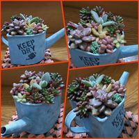 サクラソウ,チューリップ,マーガレット,モミジバゼラニウム,多肉植物の画像