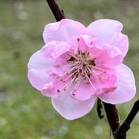ハナモモ,ボケ,ホトケノザ,京都府立植物園,ホソイザクラの画像