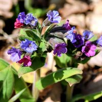 プルモナリア,プルモナリア,花のある暮らし,春の訪れ,素敵な色合いの画像
