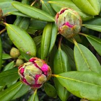 オダマキ,オダマキ,キンギョソウ,シャクナゲ,シャクナゲの画像