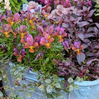 アリッサム,キンギョソウ,ベロニカ,ビオラ,ガーデニングの画像