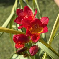 スミレ,フリージア,フリージア,パンジー,八重咲クレマチス カイゼルの画像