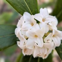 ジンチョウゲ,マグノリア,ヒメコブシ,白樺,ツルボの画像