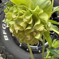 クリスマスローズ,おつとめ品, クリスマスローズ,クリスマスローズ・ダブル,クリスマスローズ大好きの画像