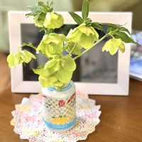 クリスマスローズ,クロッカス,雨の日,切り花を楽しむの画像