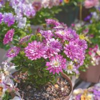 オステオスペルマム,オステオスペルマム　プリンセスティアラの画像