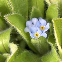 ワスレナグサ,ビオラ,感謝,癒しのひと時,お花とグリーンのある暮らしの画像