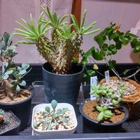 亀甲竜,オトンナ・ユーフォルビオイデス,チレコドン スカエフェリアヌス  ,モンソニア・ムルチフィダ,塊根植物の画像