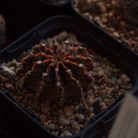 ハオルチア,多肉植物,観葉植物,塊根植物,サボテン科の画像