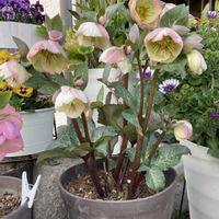 クリスマスローズ,クリスマスローズ　ムーンダンス,玄関アプローチの画像