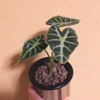 アロカシア,アロカシアパラソル,観葉植物,ハイドロボール,底面給水の画像