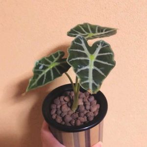 アロカシア,アロカシアパラソル,観葉植物,ハイドロボール,底面給水の画像