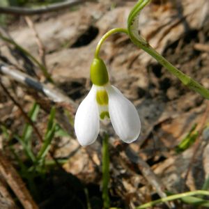 アイスプラント,クリスマスローズ,スノードロップ,トマト,フキノトウの画像