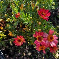 チューリップ,マーガレット,レンギョウ,ハナカイドウ,ツルキキヨウの画像