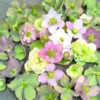 クリスマスローズ,花のある暮らし,GSに感謝。,フローティングフラワー,花は癒やし♡の画像