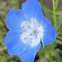 スイートピー,ネモフィラ,ネモフィラ,ネモフィラ,可愛いの画像