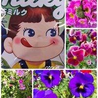 ブラキカム,プリムラ　ジュリアン,小さな幸せ♡,ペコちゃん祭り,花友さんに感謝♡の画像