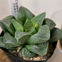 ハオルチア,ハクオー,多肉植物,ハオルチア属,多肉多肉多肉の画像