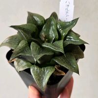 ハオルチア,阿寒湖,多肉植物,ハオルチア属,多肉多肉多肉の画像