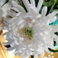 キク,日本菊,カラーリングマム,カラーリングマム,カラーリングマムの画像