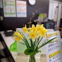 キンセンカ,スイセン,チューリップ,ツバキ,ヒマラヤユキノシタの画像