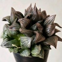 ハオルチア,アトロフスカミュータント,ハオルチア ・アトロフスカ ミュータント,多肉植物,ハオルチア属の画像