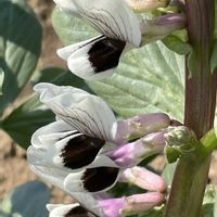 ソラマメ,近所,お花は癒し,花が好き❤,☆携帯撮影☆の画像