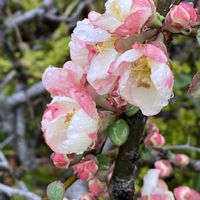ボケ,雨の日,お出かけ先の画像