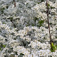 マーガレット,ユキヤナギ,白い花,朝陽,ありがとう♡の画像