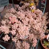 姫秋麗,アトランティス,茜の塔錦,春がきたね〜♫,多肉植物の画像
