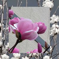 ボケ,ボケ,枝垂れ桜,枝垂れ桜,ハクモクレンの画像