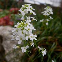 アラビスバリエガータ,グランドカバー,花のある暮らし,植物のある暮らし,花のある生活の画像