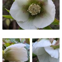 クリスマスローズ,花のある暮らし,❤️いいね、ありがとう,白い花が好き,純白マニアの画像