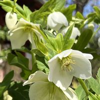 クリスマスローズ,近所のお寺,下向きに咲く花,白と緑,白い水曜日♡の画像