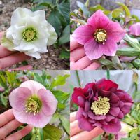 クリスマスローズ,花壇,ガーデニング,かわいいな♡,春の訪れの画像