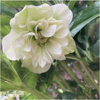 クリスマスローズ,クリスマスローズ,クリスマスローズ　ダブルファンタジー,クリスマスローズ　ホワイトプリマドレス,クリスマスローズ　ホワイトプリマドレスの画像