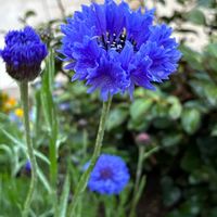 アセビ,ヤグルマギクの画像