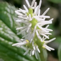 ヒトリシズカ,ヒトリシズカ,フタリシズカ,一人静,一人静の画像