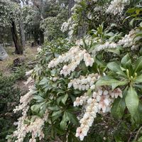 アセビ,馬酔木(アセビ）,欅.(けやき),馬酔木(あせび),欅(けやき)の画像