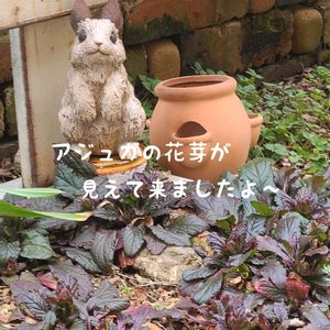 アジュガ,今庭,ガーデニング,ナチュラルガーデン,手作りの画像