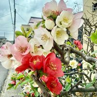 ボケ,ボケ,ボケ,ボケ,ボケの画像