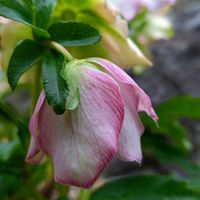 アネモネ,クリスマスローズ,庭の画像