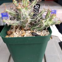 ユーフォルビア　シザカンサ,ユーフォルビア　シザカンサ,ユーフォルビア,珍奇植物,植中毒の画像