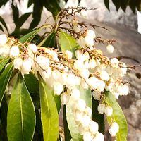 アセビ,春の花,馬酔木,白い花,実家の庭の画像