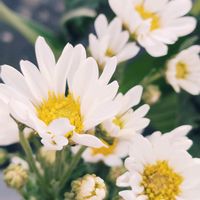 キク,小菊,白い花,墓参の画像